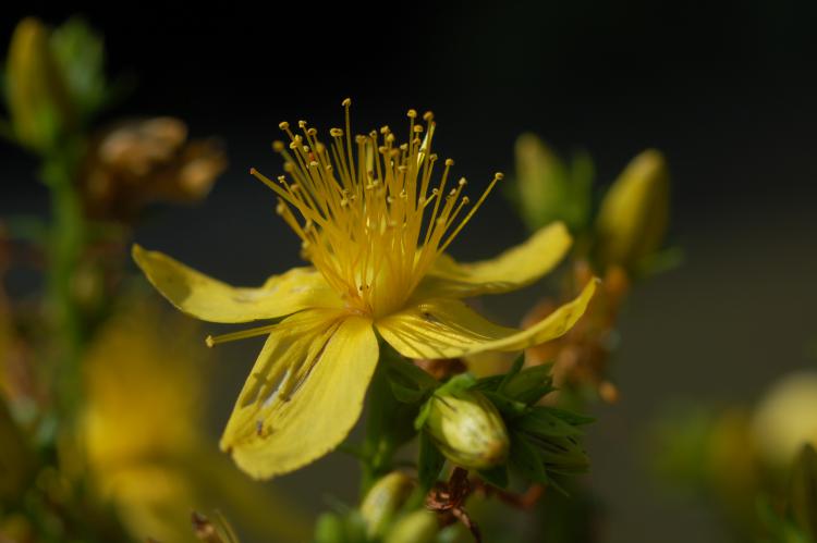 Johanniskraut (Hypericum officinalis)