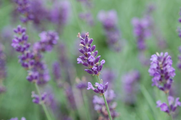 Echter Lavendel (Lavendel officinalis)