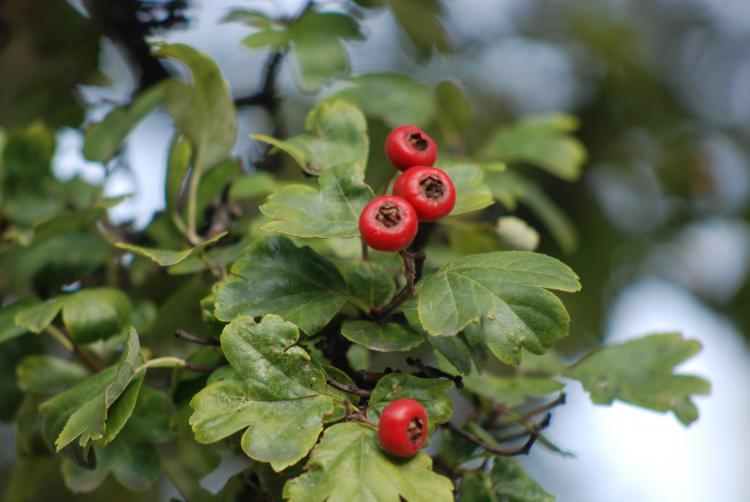 Weißdorn (Crataegus monogyna)