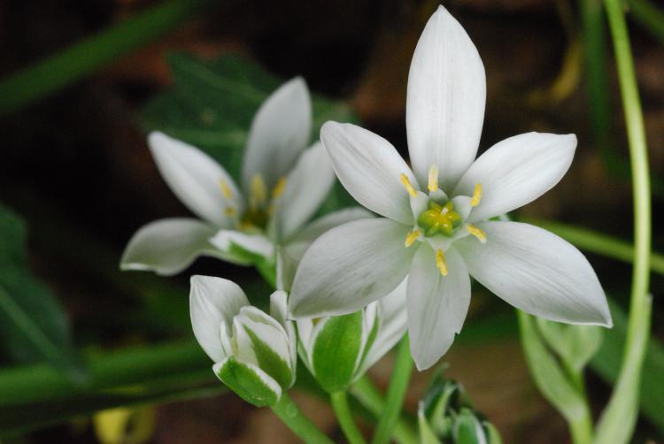 Star of Bethlehem (Doldiger Milchstern)