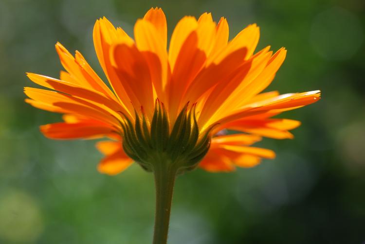 Calendula bringt Liebe und Verständnis in den Dialog mit anderen